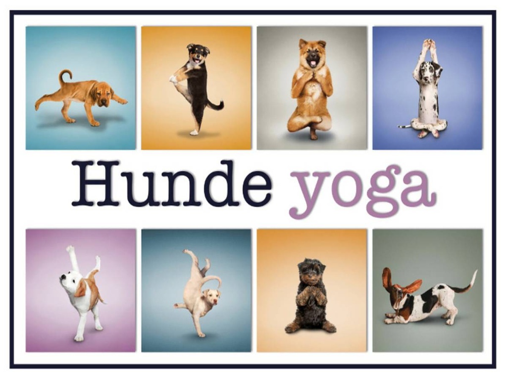 Holzschild 30x40 cm Katze Hunde Yoga