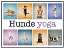 Holzschild 30x40 cm Katze Hunde Yoga