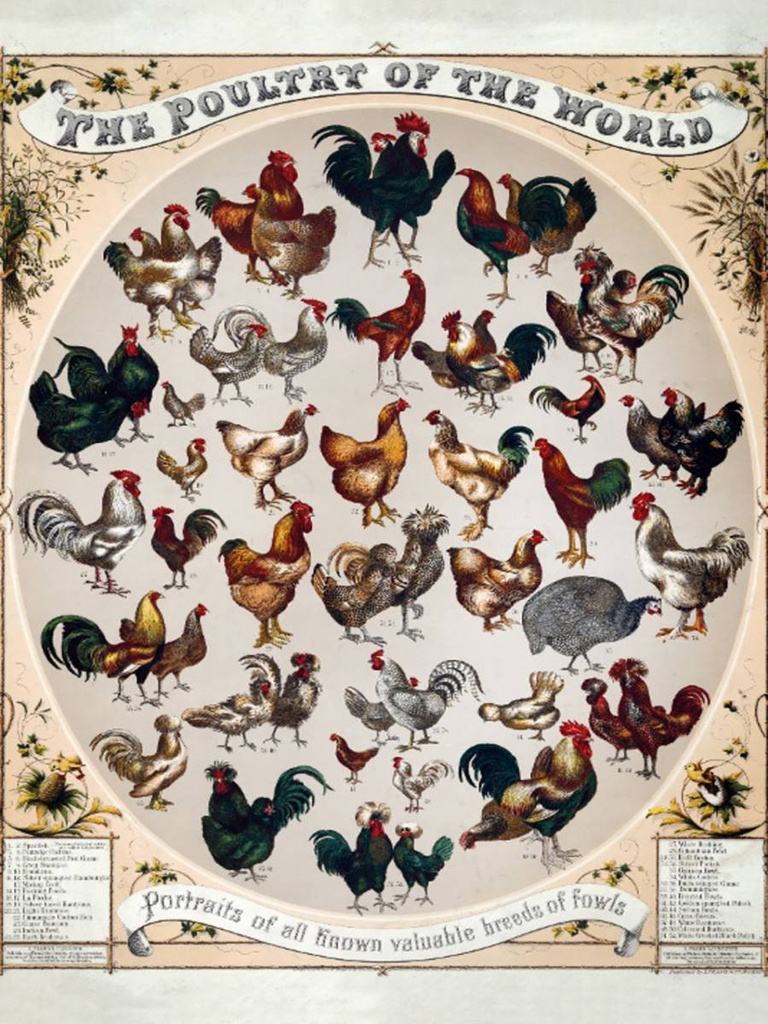 Holzschild 40x30 cm Geflügelart the poultry of the worls