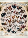 Holzschild 40x30 cm Geflügelart the poultry of the worls