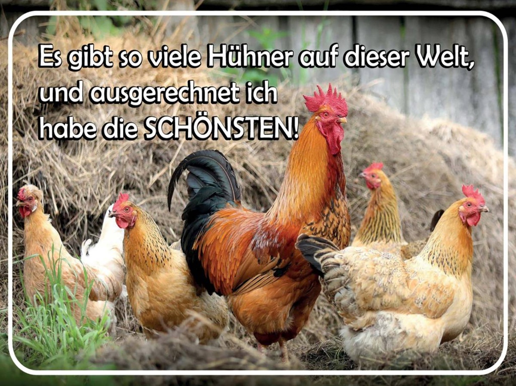 Holzschild 30x40 cm es gibt so viele Hühner und