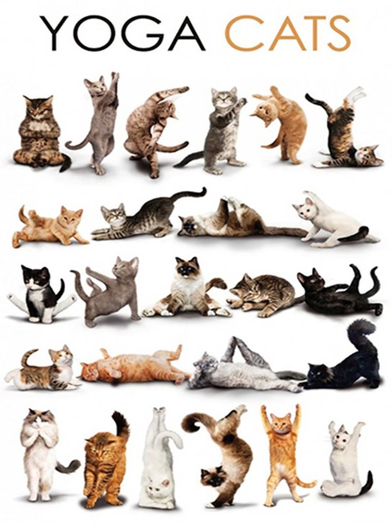 [LA-1792128-H] Holzschild 40x30 cm Tiere Yoga Cats Katzen
