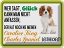 Blechschild 30x40 cm Cavalier King Charles Spaniel