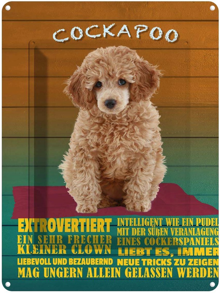 [LA-1789967] Blechschild 40x30 cm Cockapoo Hund kleiner Clown