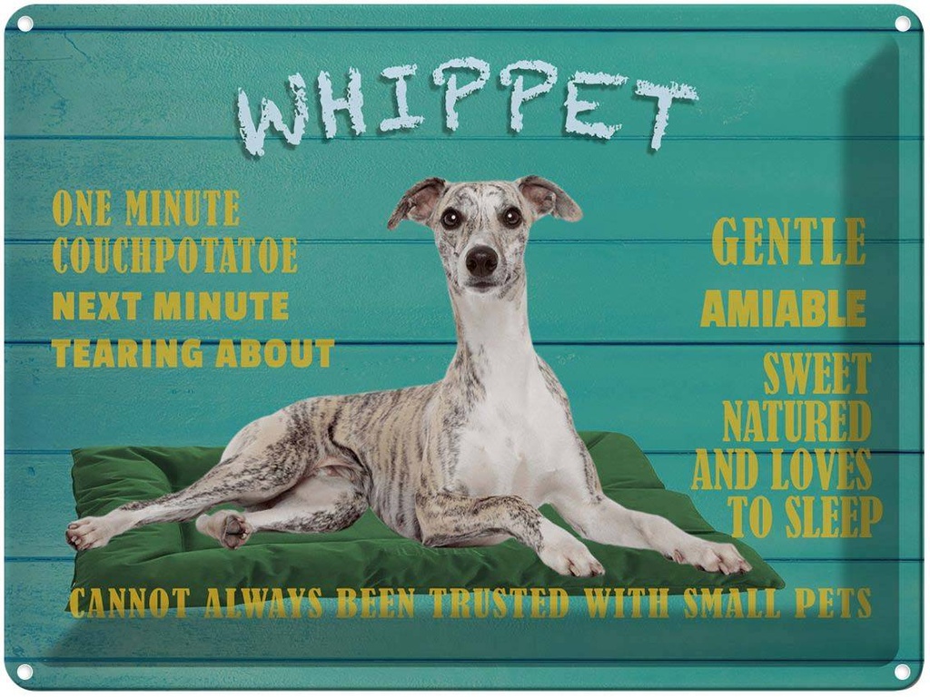 Blechschild 30x40 cm Whippet Hund gentle amiable