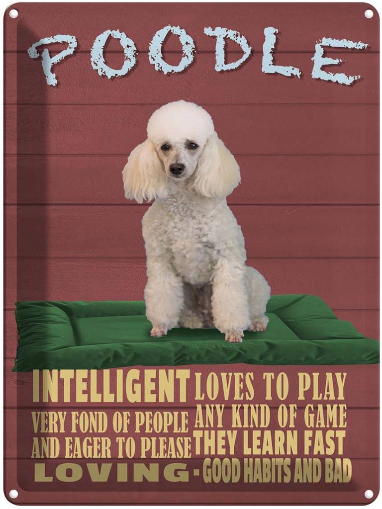 Blechschild 40x30 cm Hund Poodle loves to play