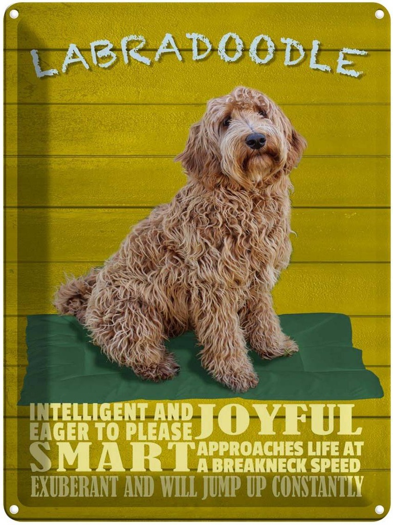 Blechschild 40x30 cm Labradoodle Hund will jump up