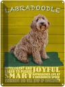 Blechschild 40x30 cm Labradoodle Hund will jump up