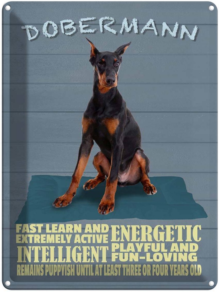 Blechschild 40x30 cm Dobermann Hund fast learn and