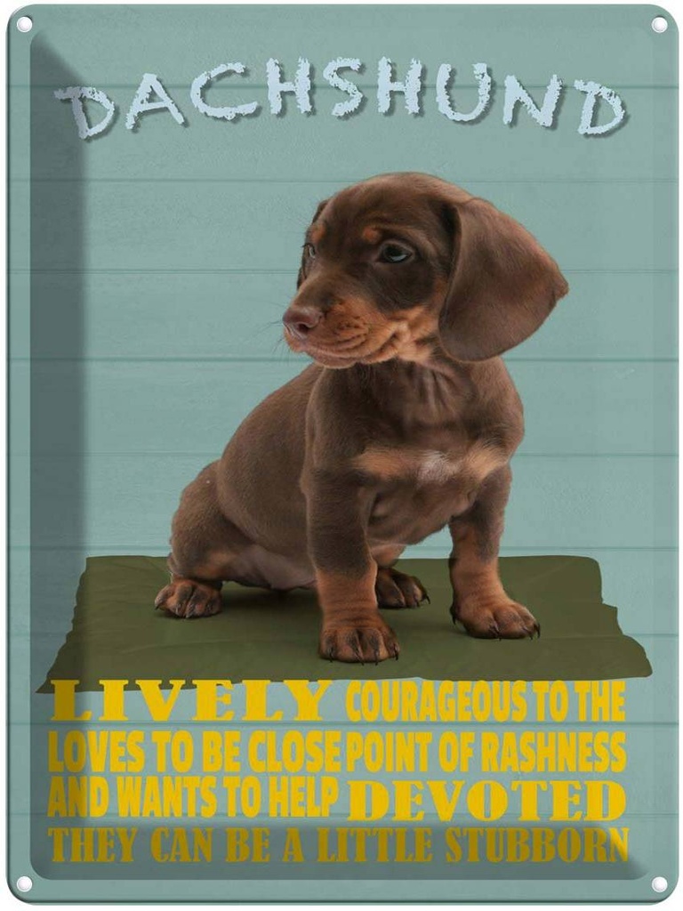 Blechschild 40x30 cm Dachshund Hund lively devoted