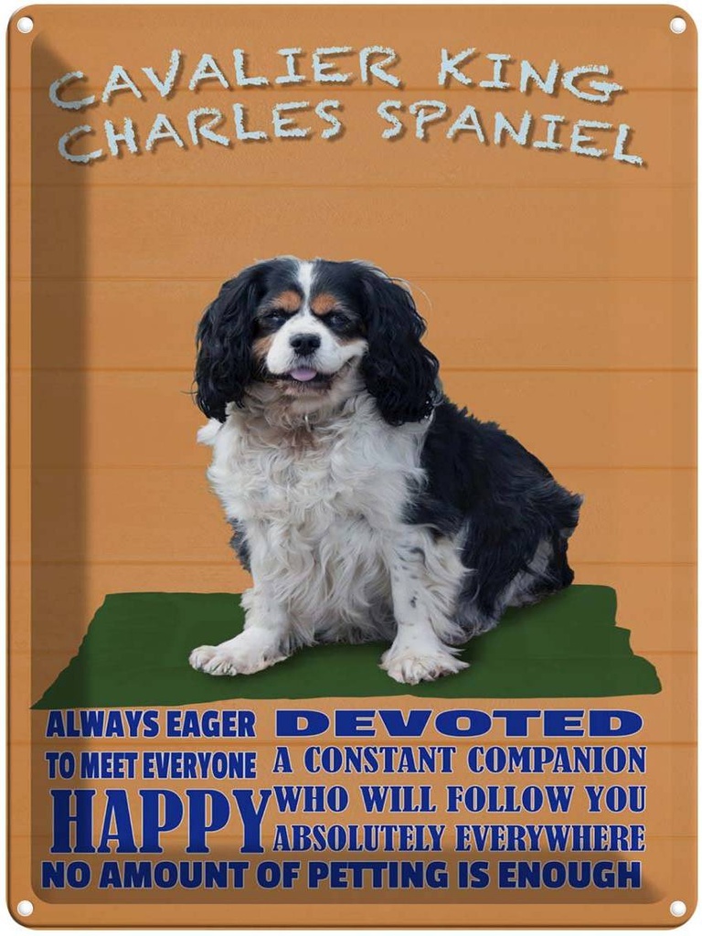 Blechschild 40x30 cm Cavalier King Charles Spaniel