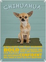 Blechschild 40x30 cm Chihuahua Hund bold confident