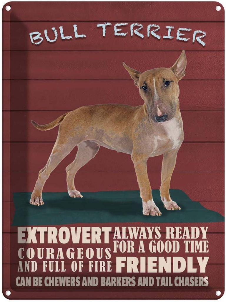 Blechschild 40x30 cm Bullterrier Hund always ready