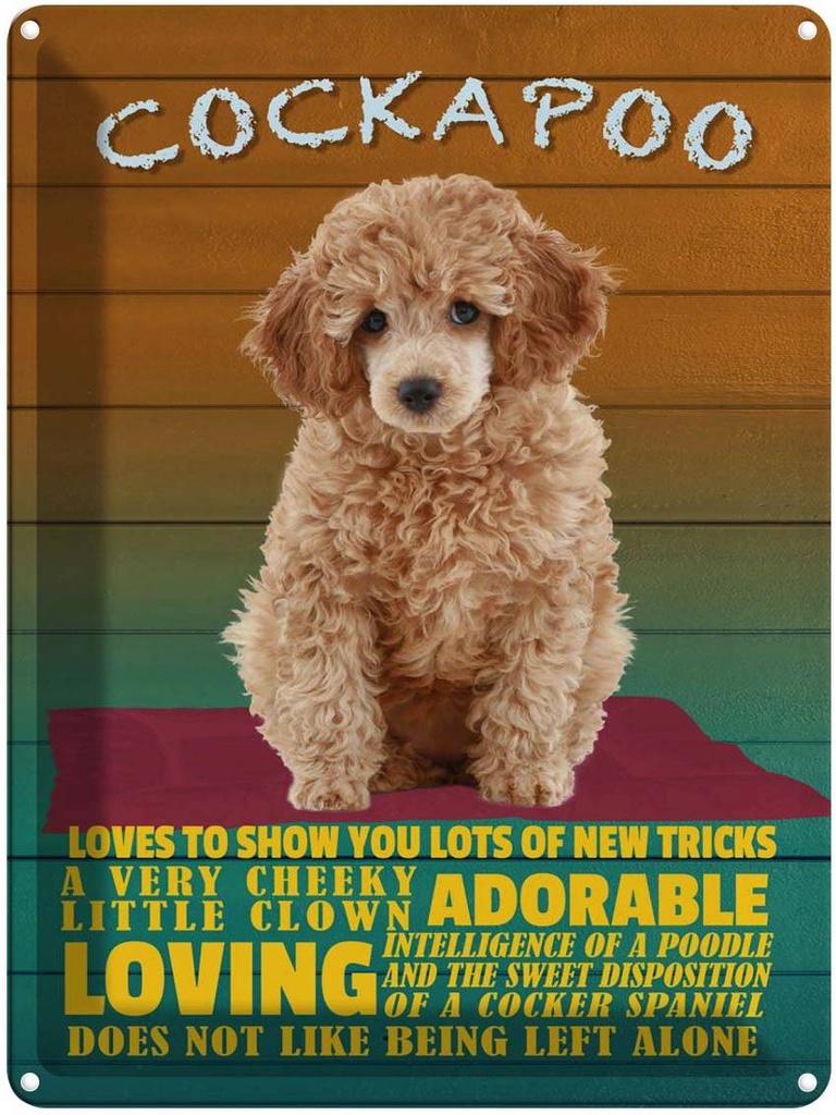 Blechschild 40x30 cm Cockapoo Hund loves to show you