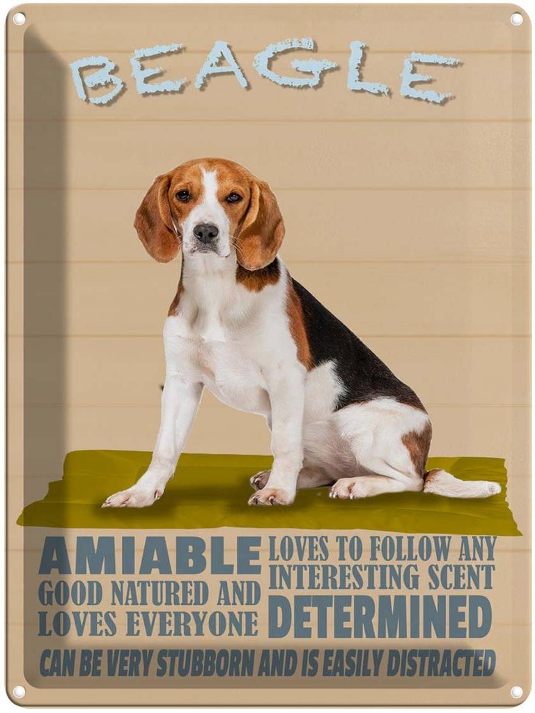 Blechschild 40x30 cm Beagle Hund loves to follow any