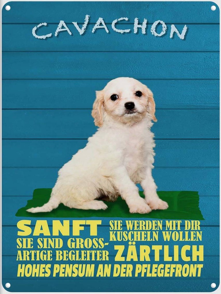 [LA-1790002] Blechschild 40x30 cm Cavachon Hund sanft zärtlich