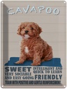 Blechschild 40x30 cm Cavapoo Hund sweet friendly