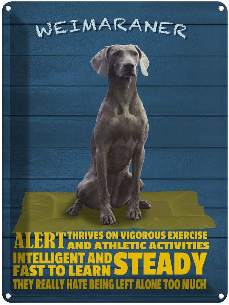 Blechschild 40x30 cm Weimaraner Hund alert and steady