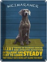 Blechschild 40x30 cm Weimaraner Hund alert and steady