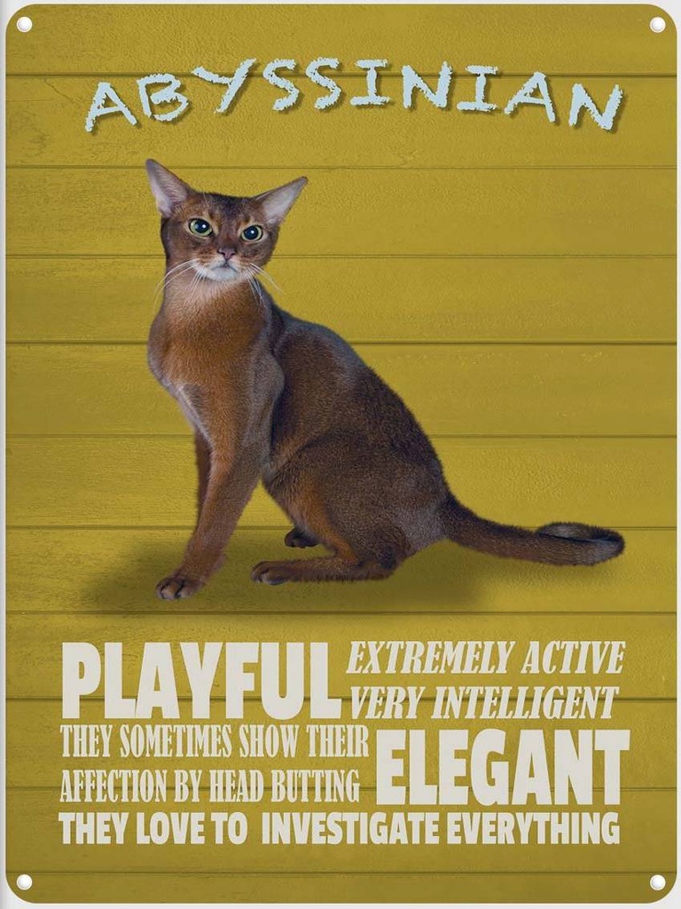 [LA-1790017] Blechschild 40x30 cm Abyssinian Katze playful elegant