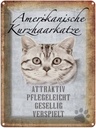 Blechschild 40x30 cm Americanische Katze Kurzhaar