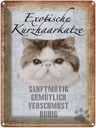 Blechschild 40x30 cm exotische Kurzhaarkatze Katze