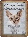 Blechschild 40x30 cm orientalische Kurzhaarkatze Katze