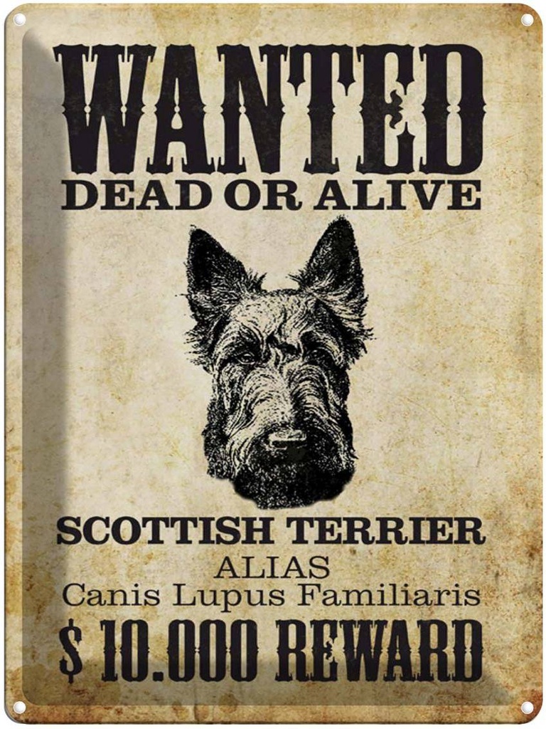 Blechschild 40x30 cm Hund wanted Scottish Terrier