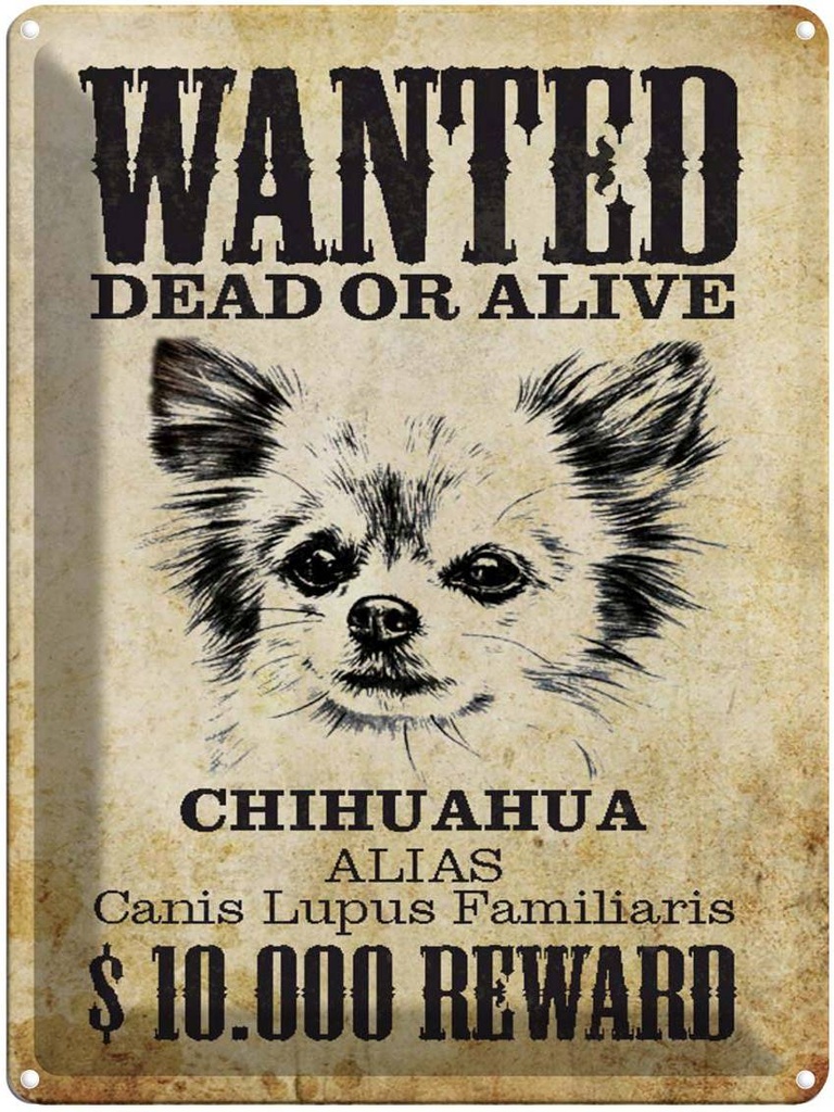 Blechschild 40x30 cm Hund wanted Chihuahua Alias