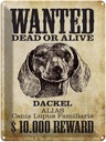 Blechschild 40x30 cm Hund wanted dead Dackel Alias