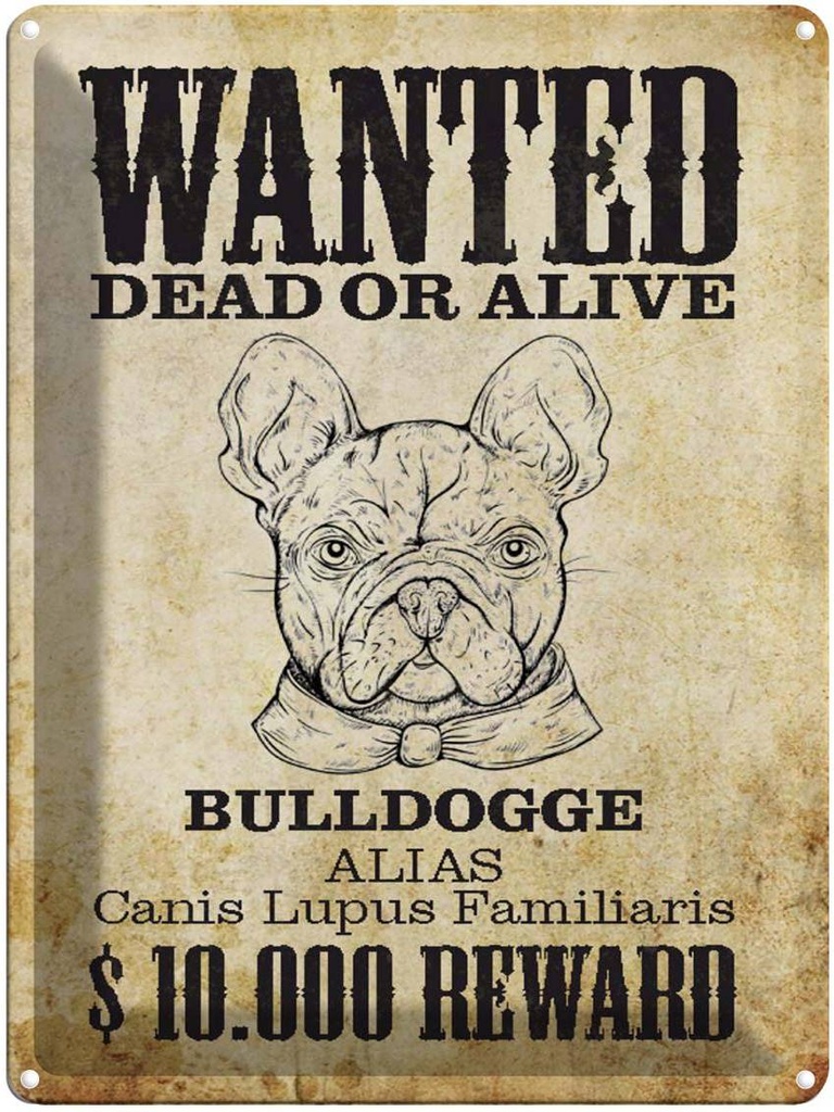 Blechschild 40x30 cm Hund wanted dead Bulldogge Alias