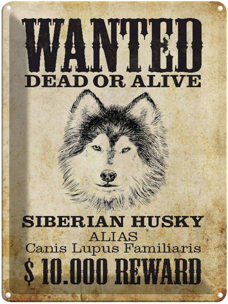 Blechschild 40x30 cm Hund wanted Siberian Husky