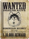 Blechschild 40x30 cm Hund wanted Siberian Husky