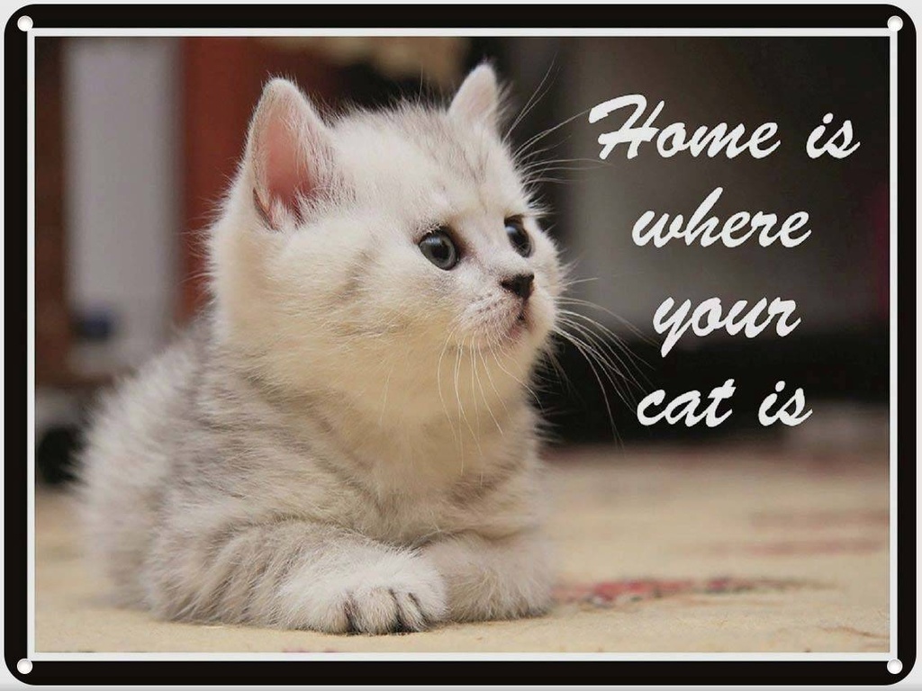 Blechschild 30x40 cm Katze Home is where your cat