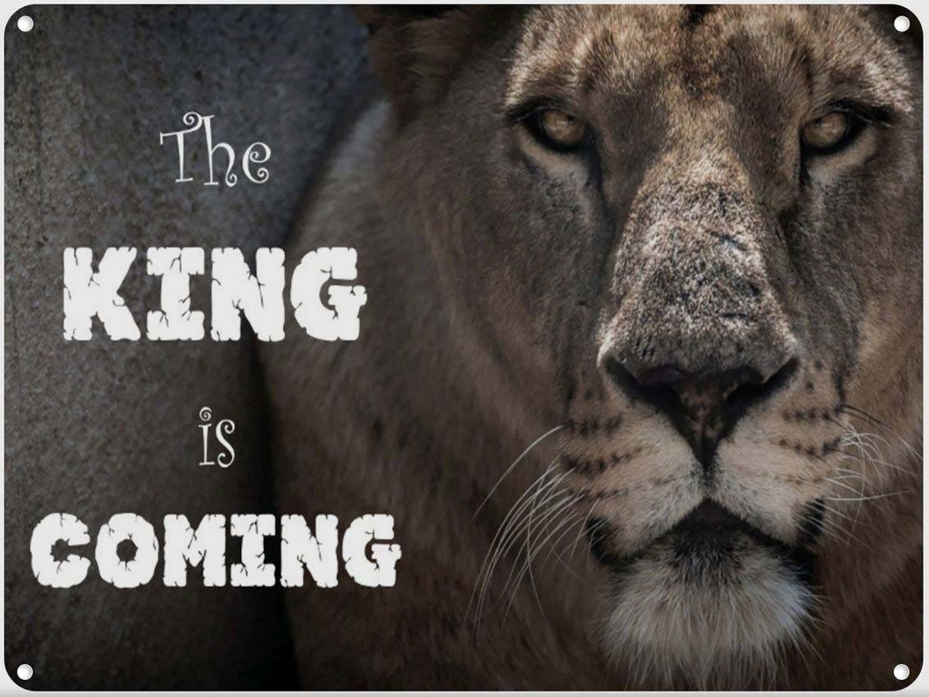 Blechschild 30x40 cm Löwe The King is coming