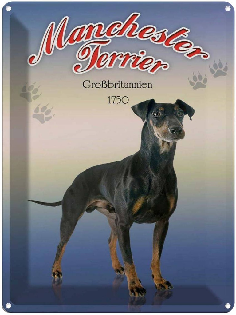 [LA-1791182] Blechschild 40x30 cm Hund Manchester Terrier Großbritannien