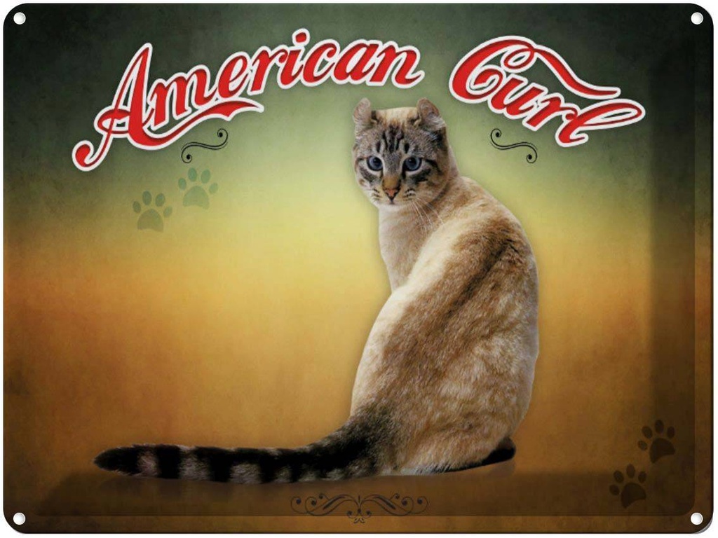 Blechschild 30x40 cm Katze American Curl