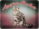 Blechschild 30x40 cm Katze American Shorthair