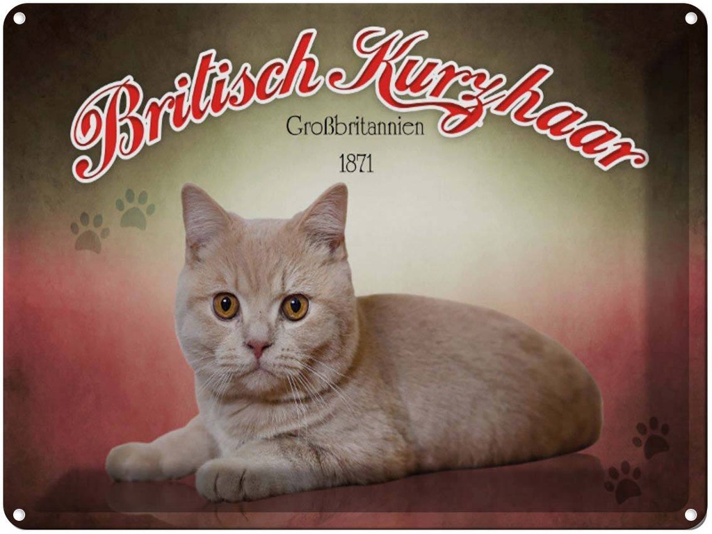 [LA-1791196] Blechschild 30x40 cm Katze British Kurzhaar Großbritannien