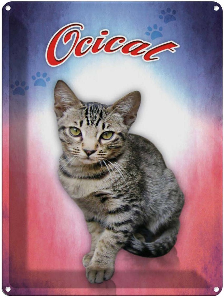 [LA-1791200] Blechschild 40x30 cm Katze Ocicat