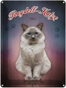 Blechschild 40x30 cm Katze Ragdoll 1960
