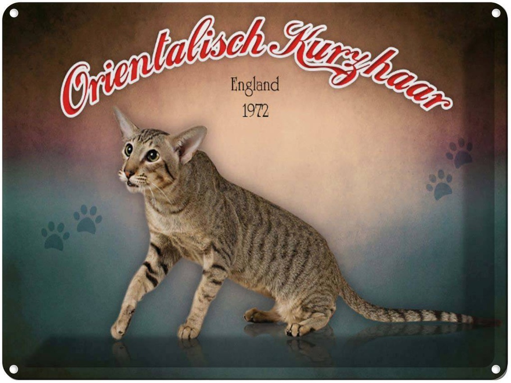 [LA-1791203] Blechschild 30x40 cm Katze Orientalisch Kurzhaar England