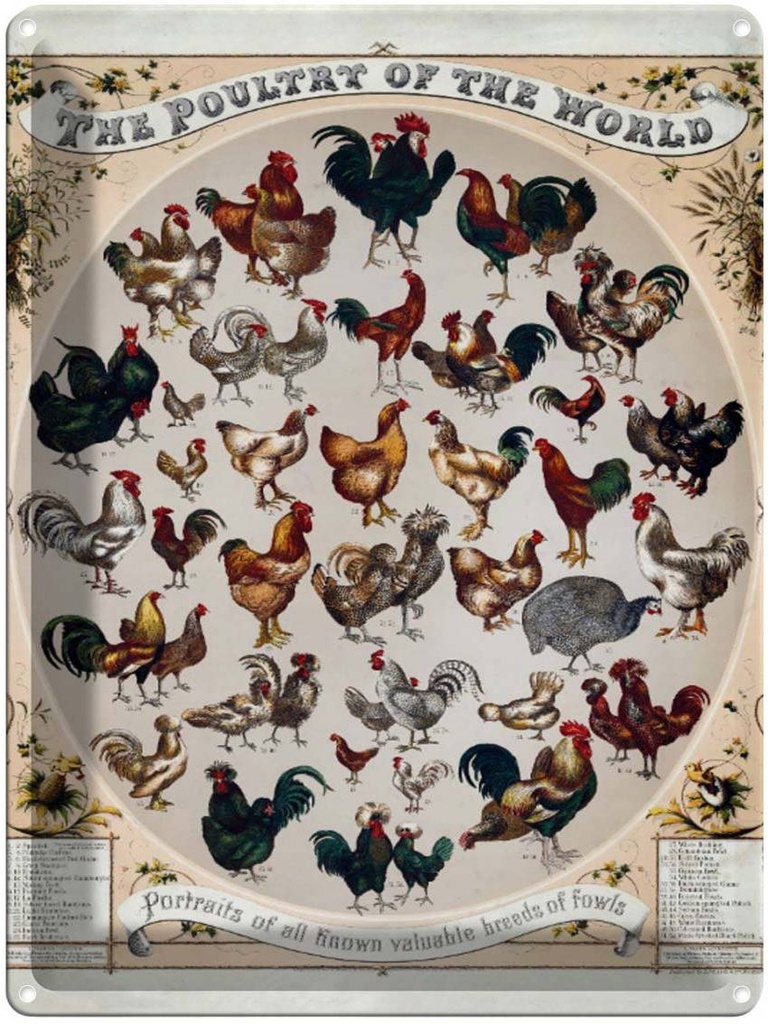 Blechschild 40x30 cm Geflügelart the poultry of the worls
