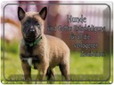 Blechschild 30x40 cm Hunde sind Gottes Entschädigung Hund