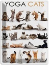 Blechschild 40x30 cm Tiere Yoga Cats Katzen
