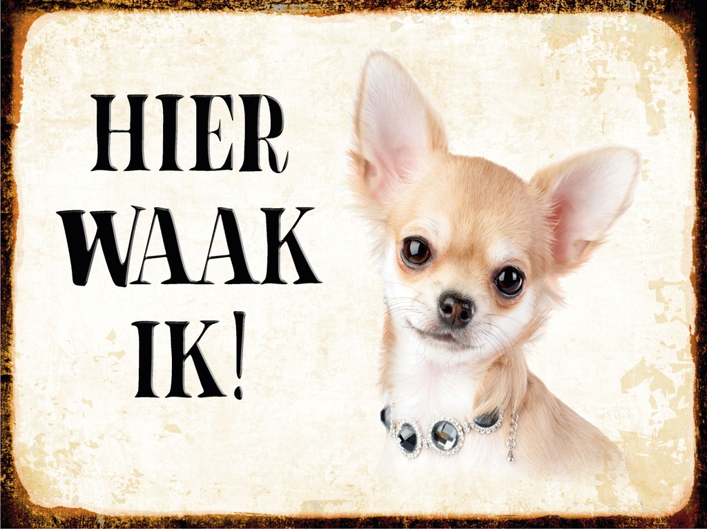 [LA-1812469] Blechschild 30x40 cm holländisch Hier Waak ik Chihuahua mit Kette