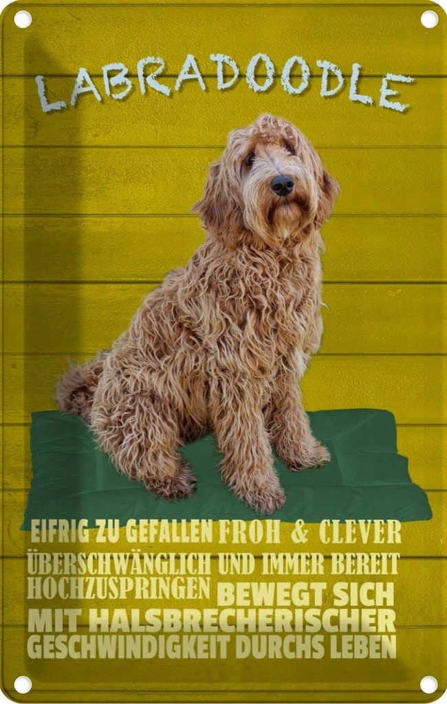 [LA-112601-1812] Blechschild 18x12 cm Labradoodle Hund froh und clever Tier Haustier