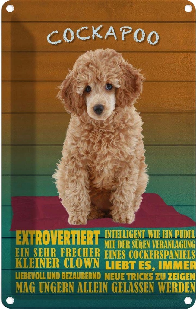 [LA-112618-1812] Blechschild 18x12 cm Cockapoo Hund kleiner Clown Tier Haustier