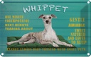 Blechschild 20x30 cm Whippet Hund gentle amiable Tier Haustier