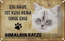 Blechschild 20x30 cm Himalaya Katze ohne kein Heim Tier Haustier